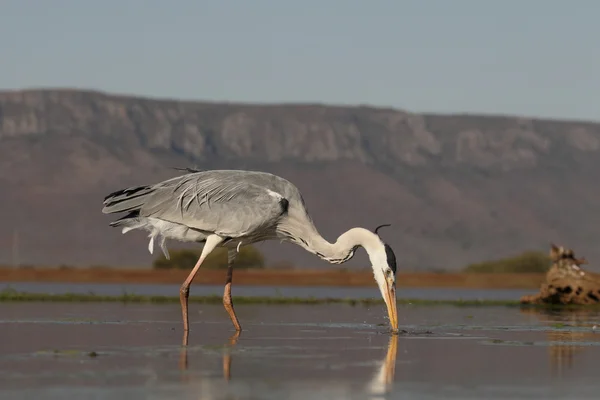 Garza gris, Ardea cinerea — Foto de Stock