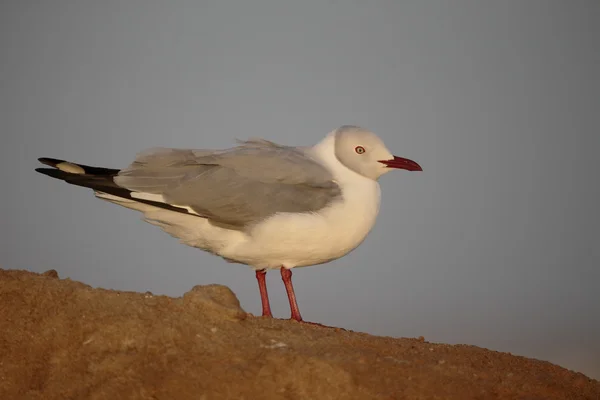 Grey-headed gull, Larus cirrocephalus — Stock Photo, Image