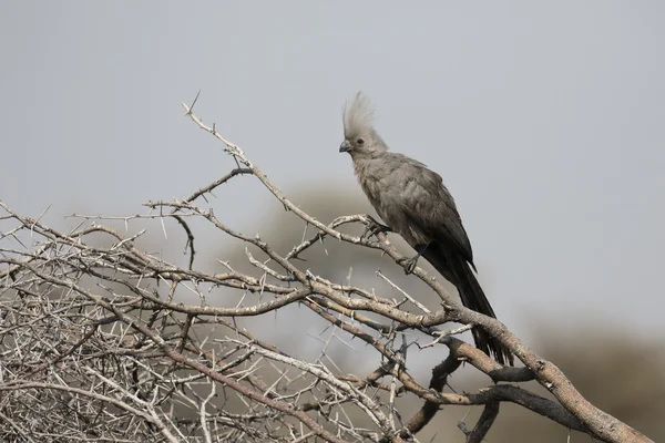 Grigio lourie, Corythaixoides concolor — Foto Stock