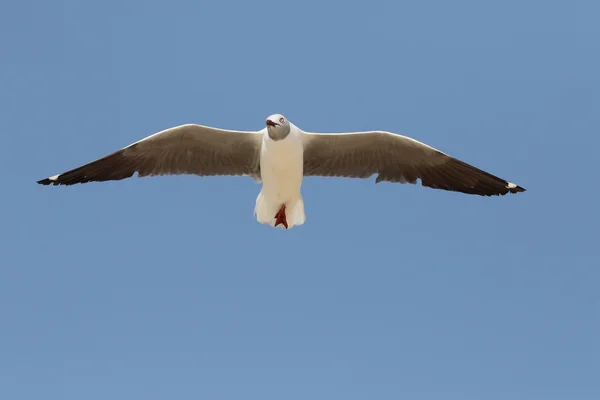 Сероголовая чайка, Larus cirrocephalus — стоковое фото