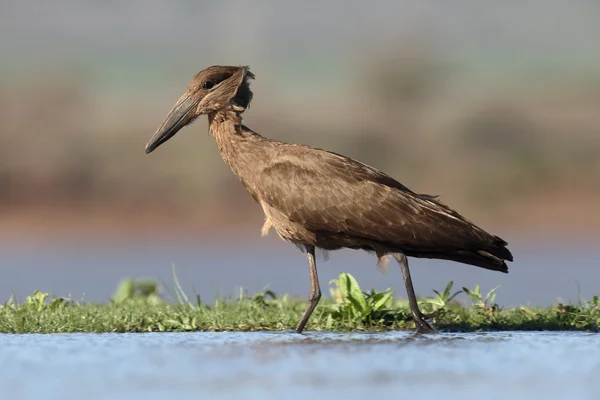 Hammerkop ou hamerkop ou hamerhead, Scopus umbretta — Fotografia de Stock