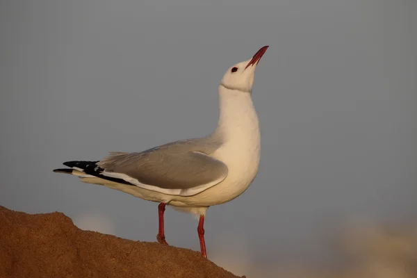 Чайка Хартлауба, Chroicocephalus hartlaubii — стоковое фото