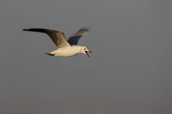 Gaivota de Hartlaubs, Chroicocephalus hartlaubii — Fotografia de Stock