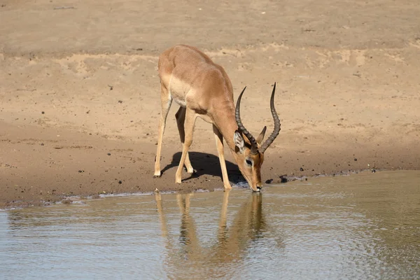 Impala, Aeplyceros melampus — Stockfoto