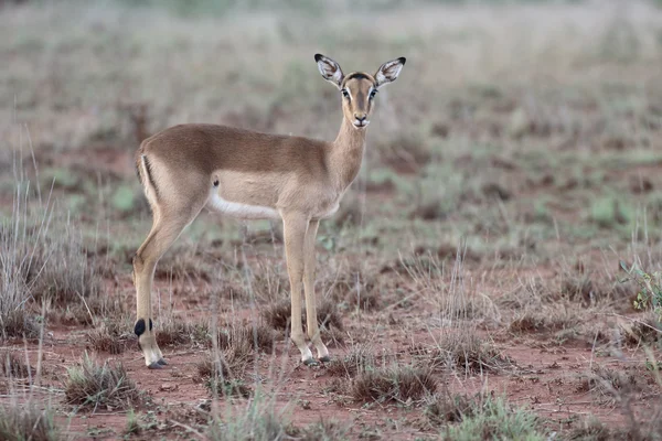 Impala, Aeplyceros melampus — Zdjęcie stockowe