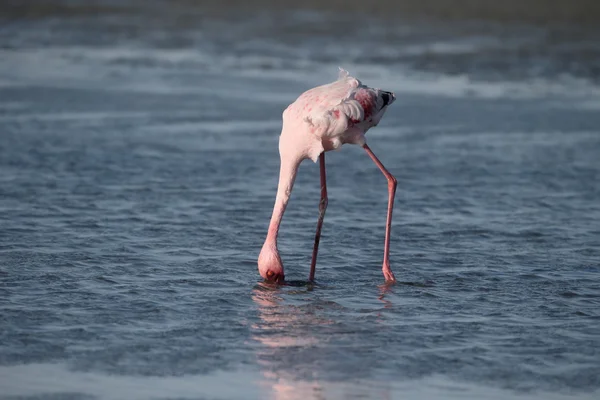 Küçük Flamingo, Phoenicopterus minor — Stok fotoğraf