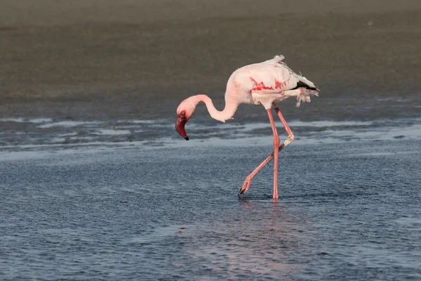 Mindre Flamingo, Phoenbird-mindreårig - Stock-foto