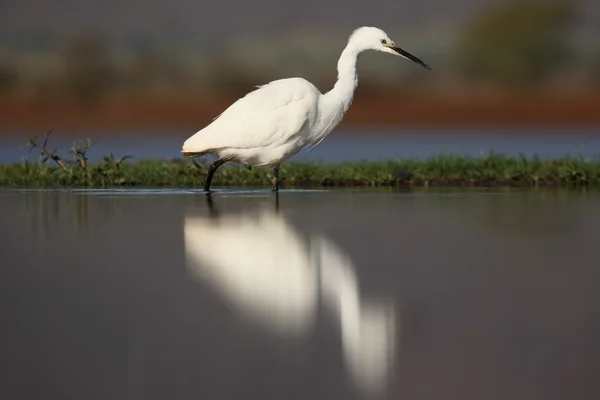 Lilla egret, Egretta garzetta — Stockfoto