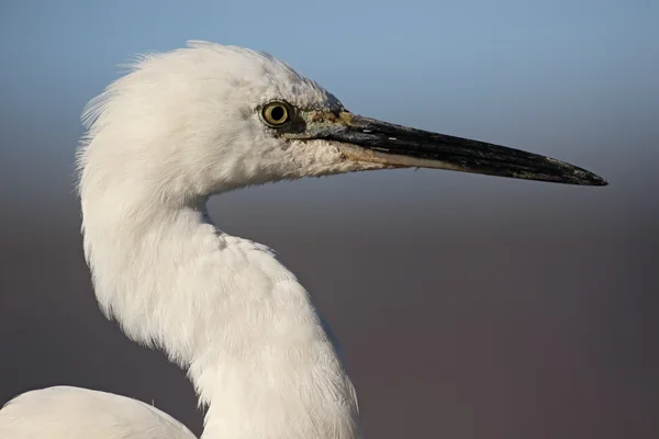 Seidenreiher, Egretta garzetta — Stockfoto