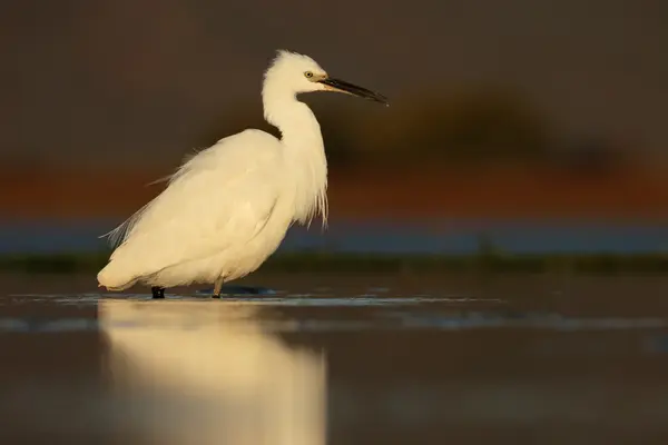 Kleine berouw, Egretta garzetta — Stockfoto