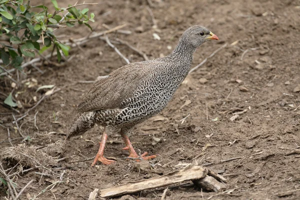 纳塔尔鹧鸪，Pternistis natalensis — 图库照片