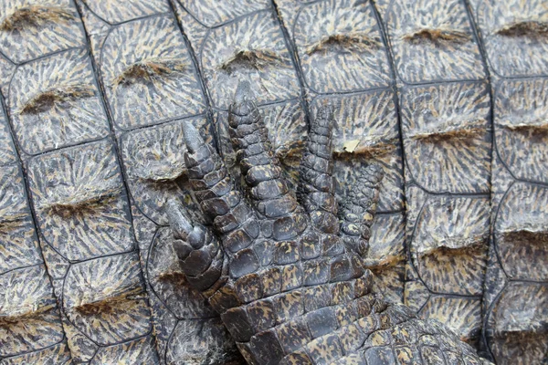 Nil timsahı, crocodylus niloticus — Stok fotoğraf