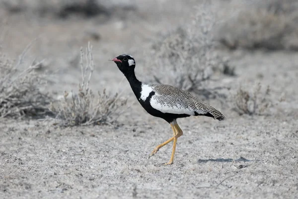 Northern Black-korhaan, Afrotis afraoid — Stock Photo, Image