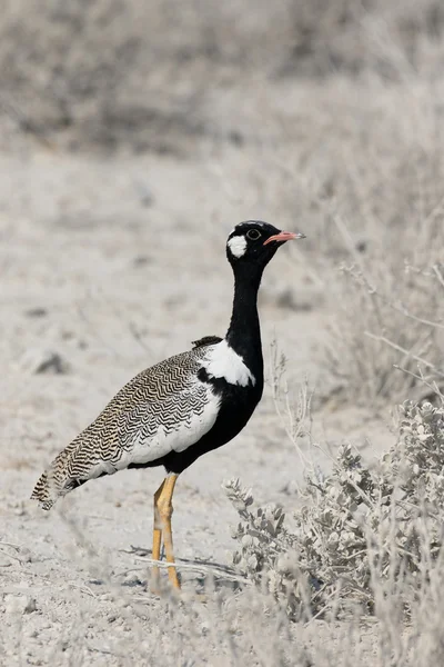 Northern Black-korhaan, Afrotis afraoid — Stock Photo, Image