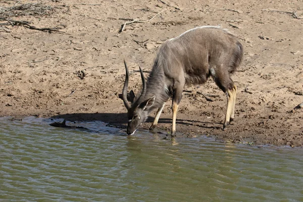 Nyala, Tragelaphus angasii — Zdjęcie stockowe