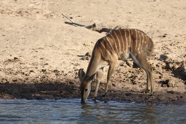 Nyala, Tragelaphus angasii — Foto de Stock