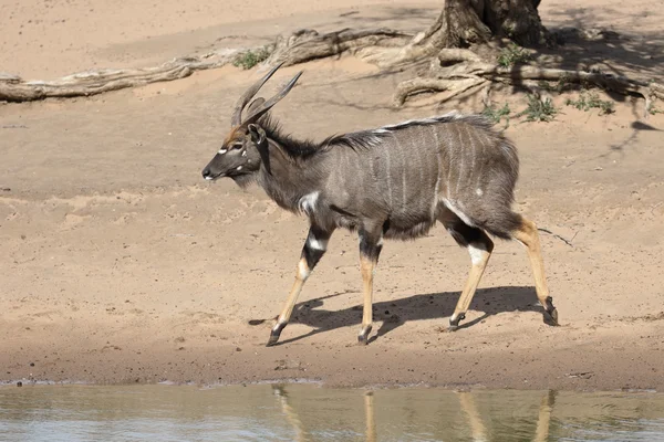 Nyala, Tragelaphus angasii — Stock Fotó