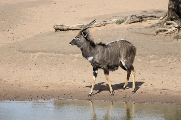 Nyala, Tragelaphus angasii — Foto de Stock