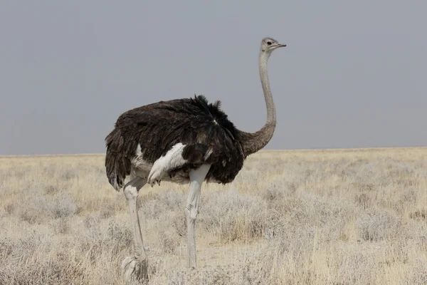 Pštros, struthio camelus — Stock fotografie