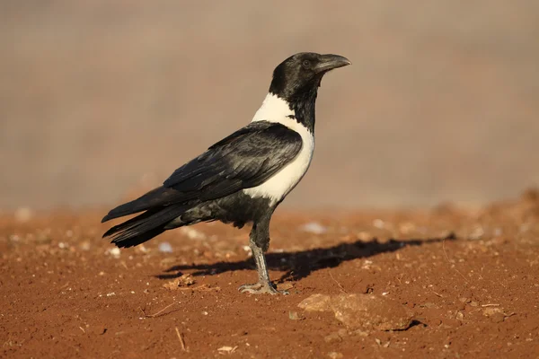 Witborstraaf, Corvus albus — Stockfoto