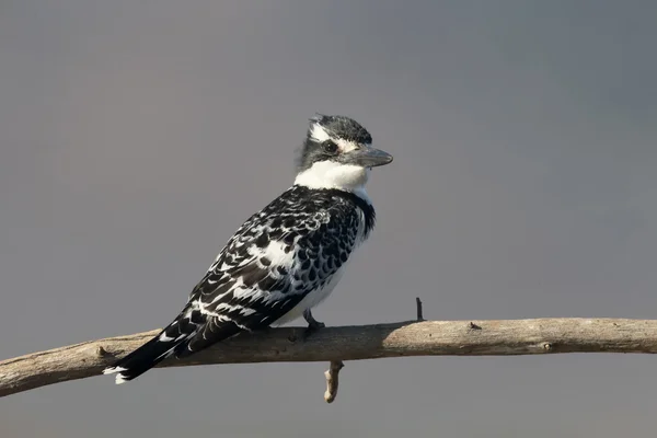 Bonte ijsvogel, Ceryle rudis — Stockfoto