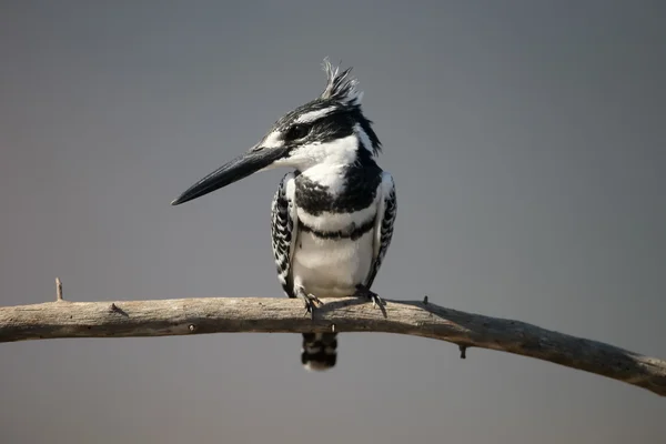 Pied kingfisher, Ceryle rudis — Stock Photo, Image