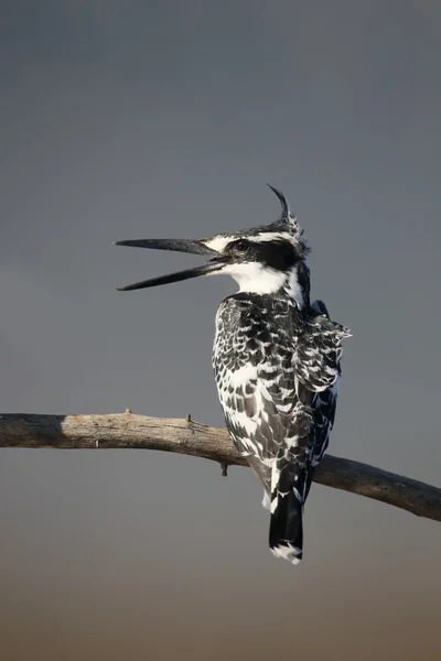 El martín pescador, Ceryle rudis —  Fotos de Stock