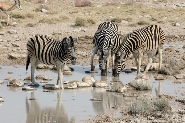 Zebra stepní, společných zebra nebo Burchells zebra, Equus quagga — Stock fotografie