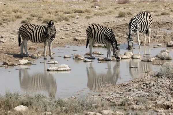 Slätterna zebra, gemensamma zebra eller Burchells zebra, Equus quagga — Stockfoto