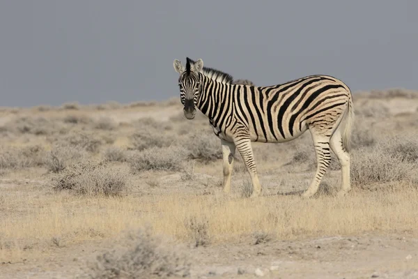 Zebra-das-planícies, zebra-comum ou zebra-de-burchells, Equus quagga — Fotografia de Stock