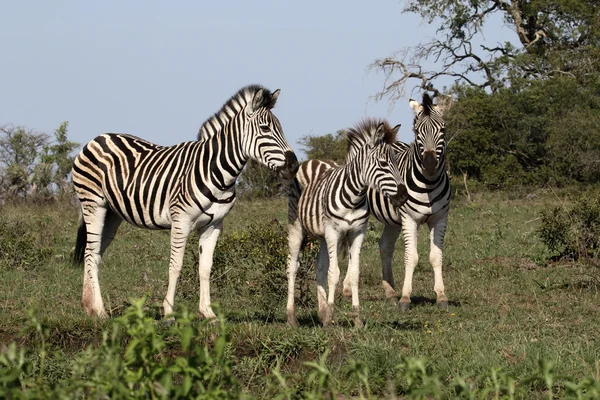 Zebra stepní, společných zebra nebo Burchells zebra, Equus quagga — Stock fotografie