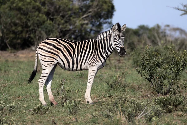 Steppezebra, gemeenschappelijke zebra of Burchells zebra, Equus quagga — Stockfoto