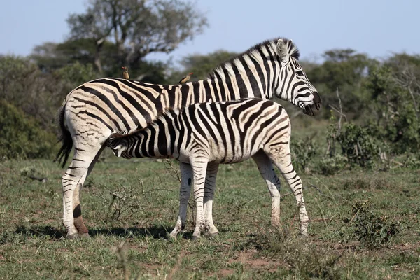 Zebra stepowa, wspólnych zebra lub Burchells zebra, Equus quagga — Zdjęcie stockowe