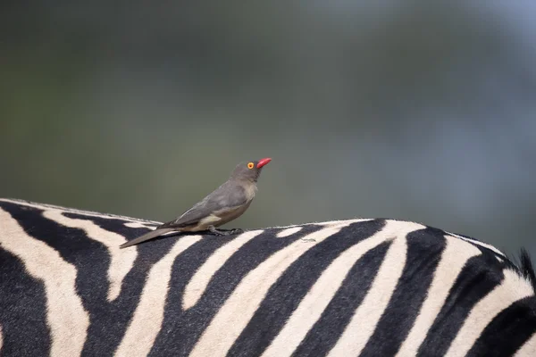 Červená účtoval oxpecker Buphagus erythrorhynchus — Stock fotografie