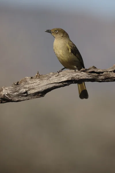 Greenbul sombrío, importunus de Andropadus —  Fotos de Stock