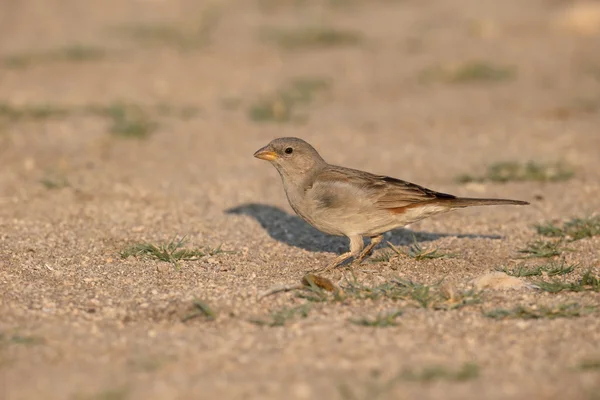 Southern grey-headed sparrow, Passer diffusus — Stock Photo, Image