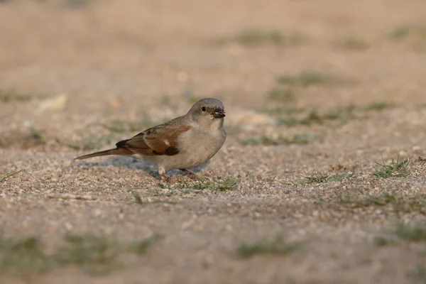 Southern grey-headed sparrow, Passer diffusus — Stock Photo, Image