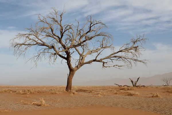 Sossusvlei Namib-Naukluft — Stock Photo, Image