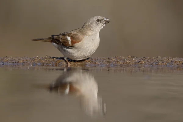 Southern grey-headed sparrow, Passer diffusus — Stock Photo, Image