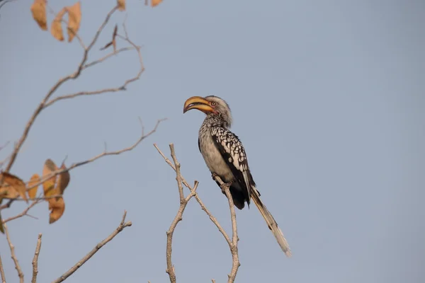 Jižní Amazonský hornbill, tockus leucomelas — Stock fotografie