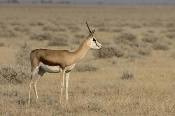 스프링, Antidorcas marsupialis — 스톡 사진