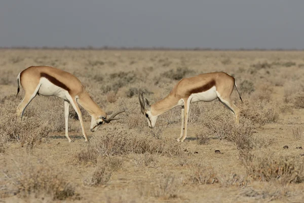 Springbok, Antidorcas marsupialis — Stockfoto