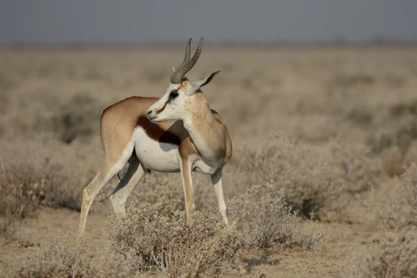 Springbok, Antidorcas marsupialis — Fotografia de Stock