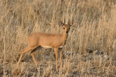 Steenbok, Raphicerus campestris