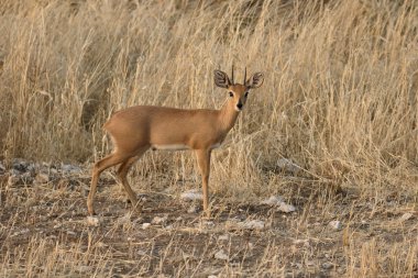 Steenbok, Raphicerus campestris