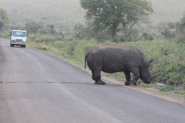 witte neushoorn, diceros simus