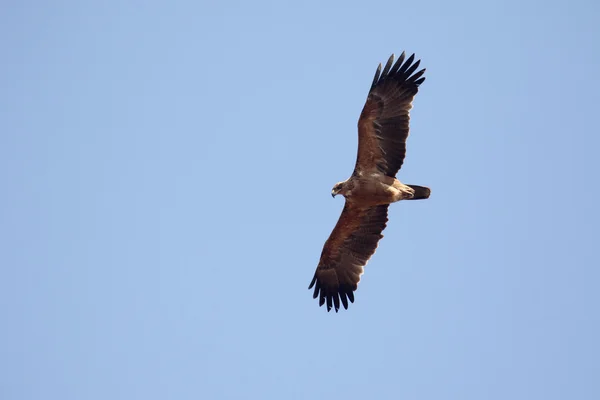 Tawny eagle, Aquila rapax — Stockfoto