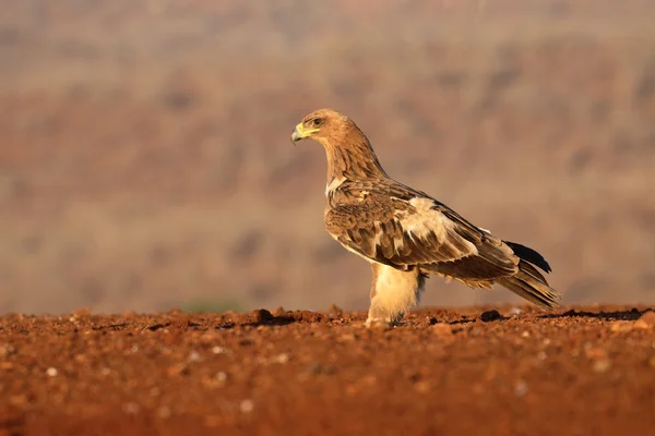 Tawny eagle, Aquila rapax — Stock Photo, Image