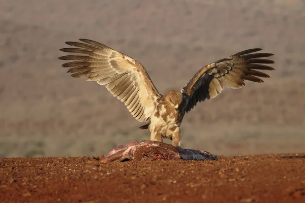 Tawny eagle, Aquila rapax — Stockfoto