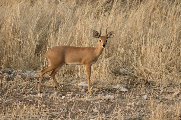 Steenbokantilope, Raphicerus campestris — Stockfoto